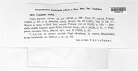 Podofomes mollis image